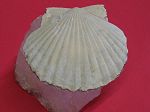 fossiles, pecten oglodconsensi